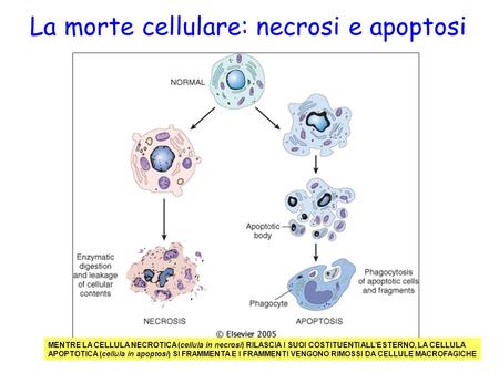 La morte cellulare: necrosi e apoptosi