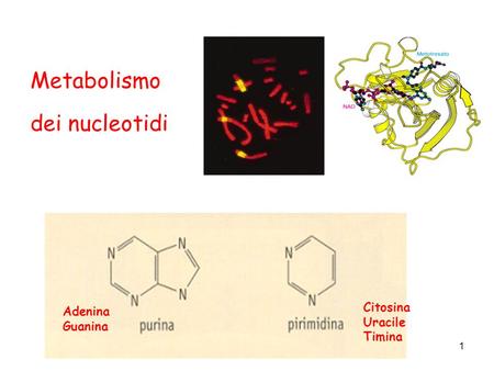 Metabolismo dei nucleotidi Citosina Uracile Timina Adenina Guanina.