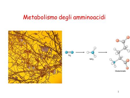 Metabolismo degli amminoacidi