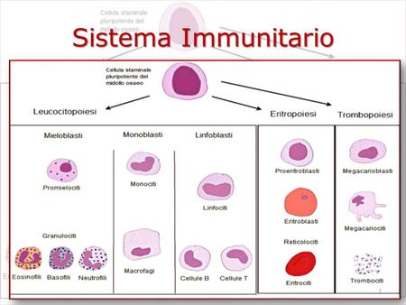 Sistema Immunitario.