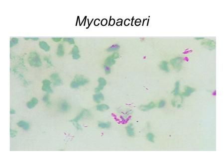 Mycobacteri.