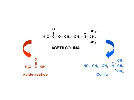 ACETILCOLINA Acido acetico Colina O CH3 +