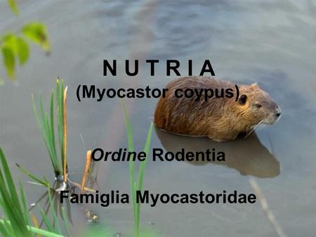 N U T R I A (Myocastor coypus) Ordine Rodentia Famiglia Myocastoridae