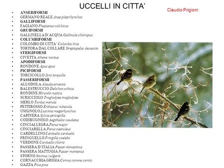 UCCELLI IN CITTA’ Claudio Prigioni ANSERIFORMI