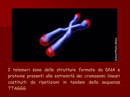 I telomeri sono delle strutture formate da DNA e proteine presenti alle estremità dei cromosomi lineari costituiti da ripetizioni in tandem della sequenza.