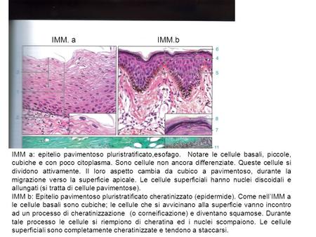 IMM. a IMM.b IMM a: epitelio pavimentoso pluristratificato,esofago. Notare le cellule basali, piccole, cubiche e con poco citoplasma. Sono cellule non.