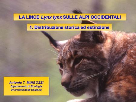 LA LINCE Lynx lynx SULLE ALPI OCCIDENTALI
