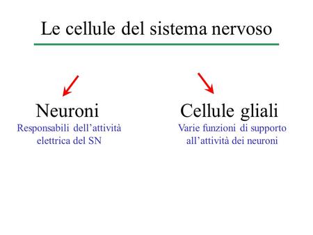 Le cellule del sistema nervoso