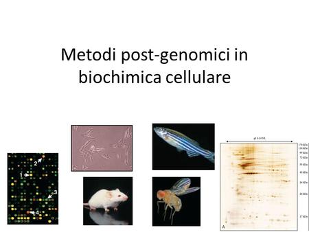 Metodi post-genomici in biochimica cellulare