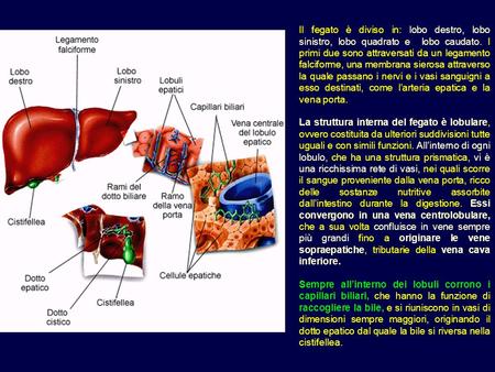 Il fegato è diviso in: lobo destro, lobo sinistro, lobo quadrato e lobo caudato. I primi due sono attraversati da un legamento falciforme, una membrana.
