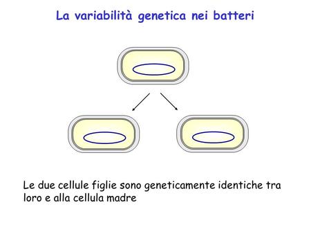 La variabilità genetica nei batteri
