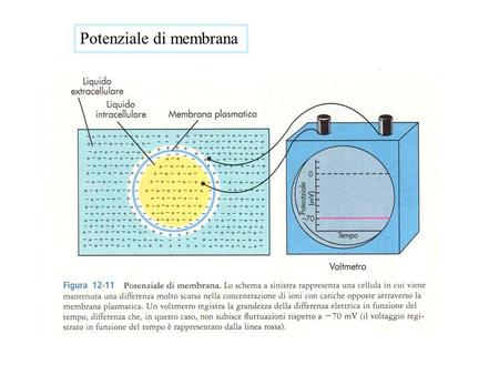 Potenziale di membrana