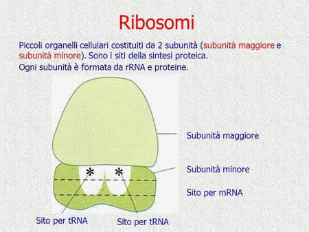 Ribosomi Piccoli organelli cellulari costituiti da 2 subunità (subunità maggiore e subunità minore). Sono i siti della sintesi proteica. Ogni subunità.