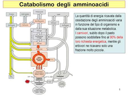 Catabolismo degli amminoacidi
