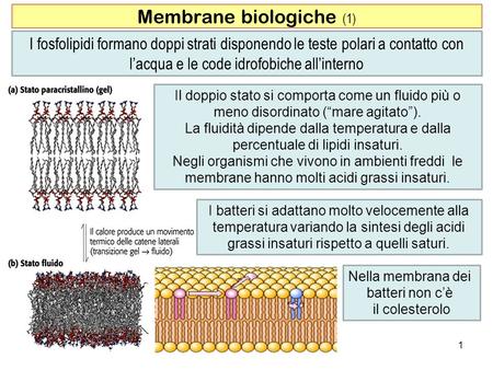 Membrane biologiche (1)