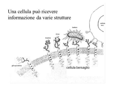 Una cellula può ricevere informazione da varie strutture