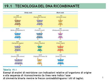 19.1 TECNOLOGIA DEL DNA RICOMBINANTE