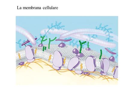 La membrana cellulare.