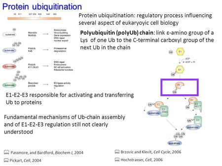 Protein ubiquitination Passmore, and Bardford, Biochem J, 2004 Pickart, Cell, 2004 Brzovic and Klevit, Cell Cycle, 2006 Hochstrasser, Cell, 2006 Protein.