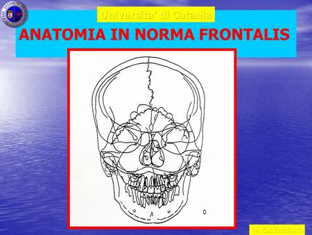 ANATOMIA IN NORMA FRONTALIS