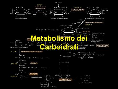 Metabolismo dei Carboidrati