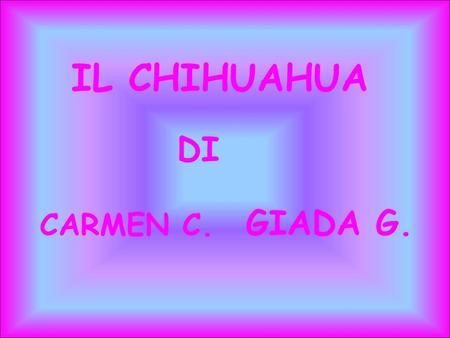 IL CHIHUAHUA DI GIADA G. CARMEN C..