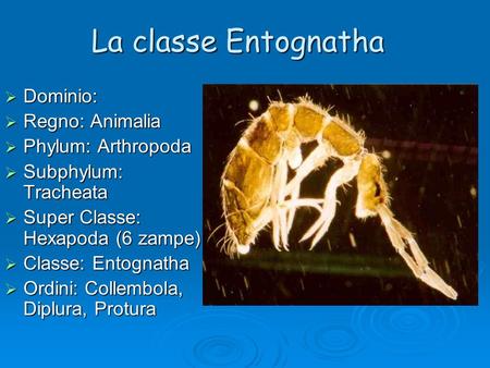 La classe Entognatha Dominio: Regno: Animalia Phylum: Arthropoda