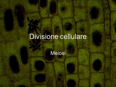 Divisione cellulare Meiosi.
