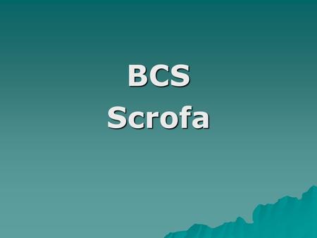 BCS Scrofa.