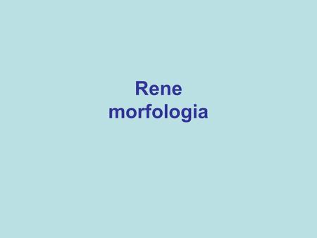 Rene morfologia.