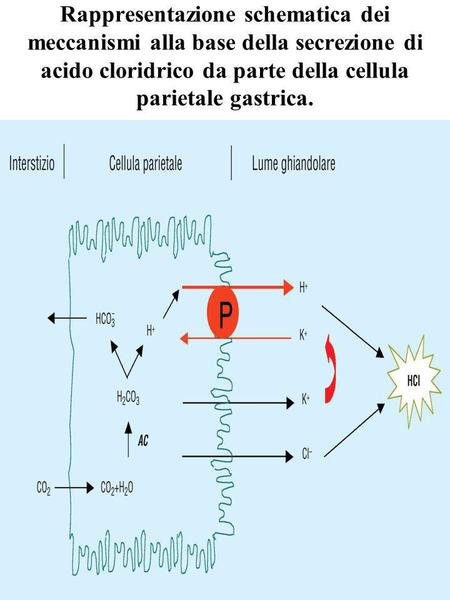 Rappresentazione schematica dei meccanismi alla base della secrezione di acido cloridrico da parte della cellula parietale gastrica.