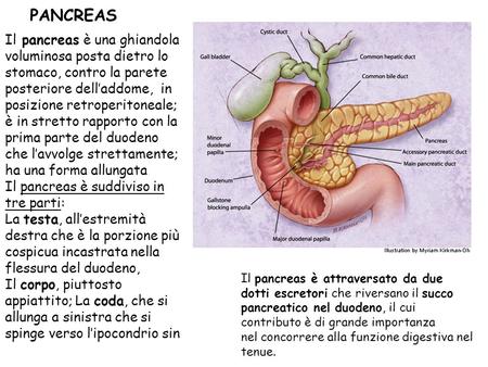 PANCREAS Il pancreas è una ghiandola voluminosa posta dietro lo stomaco, contro la parete posteriore dell’addome, in posizione retroperitoneale; è in.