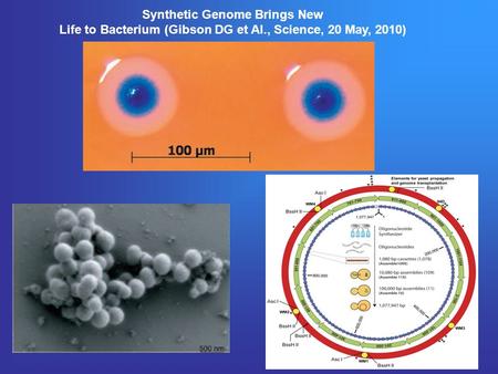Synthetic Genome Brings New Life to Bacterium (Gibson DG et Al., Science, 20 May, 2010)