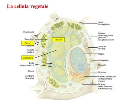 La cellula vegetale Cloroplasti Parete Vacuolo.