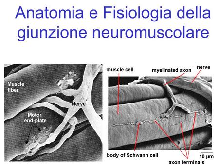 Anatomia e Fisiologia della giunzione neuromuscolare
