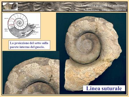 Linea suturale Una nuova scoperta. Le ammoniti.