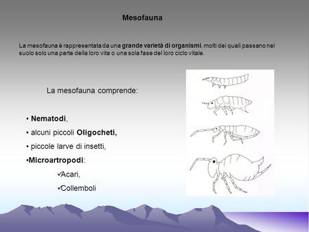 La mesofauna comprende: