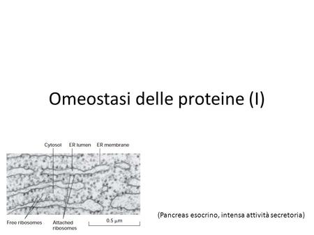 Omeostasi delle proteine (I)