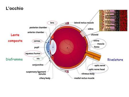 L’occhio Lente composta Diaframma Rivelatore.