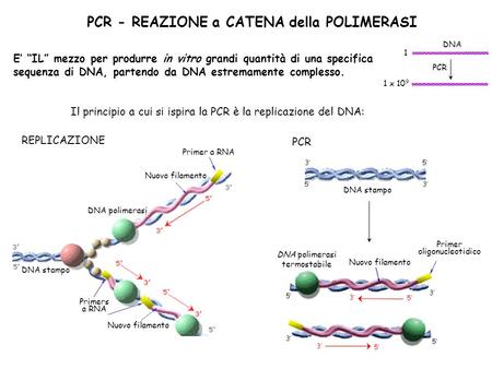 PCR - REAZIONE a CATENA della POLIMERASI