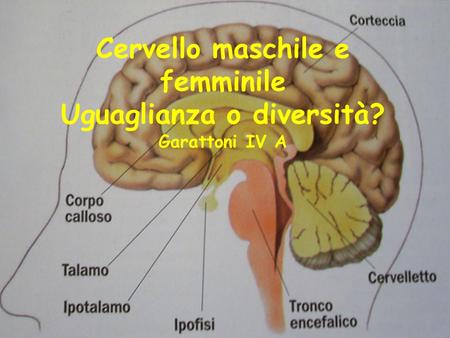 Cervello maschile e femminile Uguaglianza o diversità? Garattoni IV A