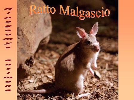 Ratto Malgascio Hipogeomys antimena.