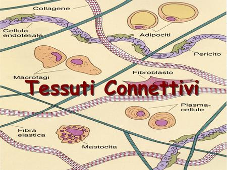 Tessuti Connettivi.