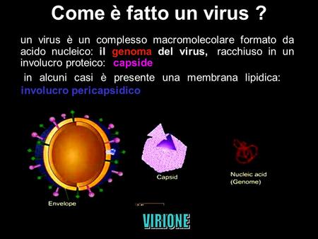 VIRIONE Come è fatto un virus ?