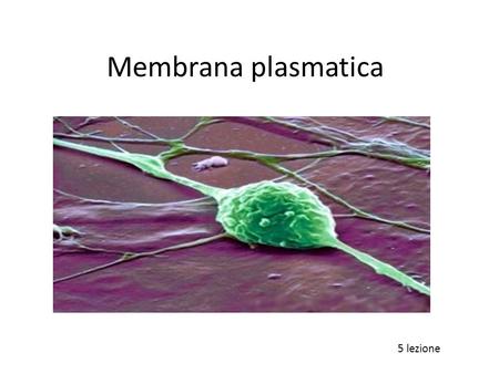 Membrana plasmatica 5 lezione.