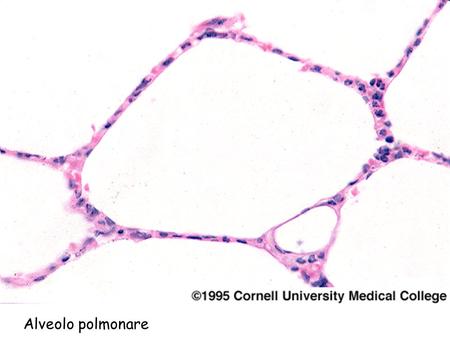 Alveolo polmonare.