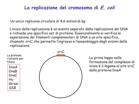 La replicazione del cromosoma di E. coli