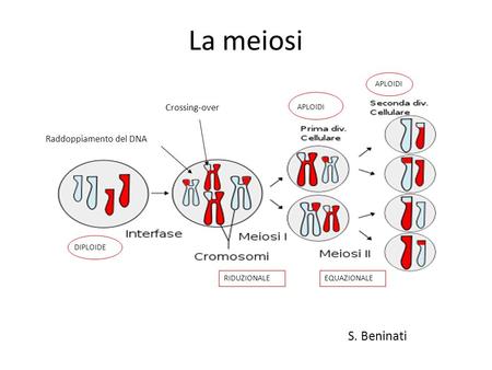 La meiosi S. Beninati Crossing-over Raddoppiamento del DNA APLOIDI
