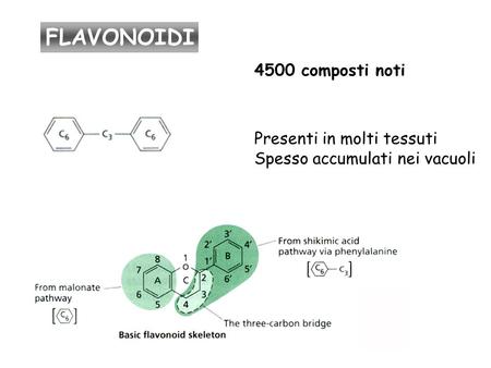 FLAVONOIDI 4500 composti noti Presenti in molti tessuti