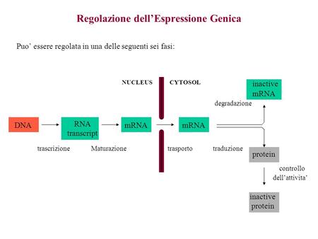 Regolazione dellEspressione Genica Puo essere regolata in una delle seguenti sei fasi: DNA RNA transcript mRNA inactive mRNA protein inactive protein NUCLEUSCYTOSOL.